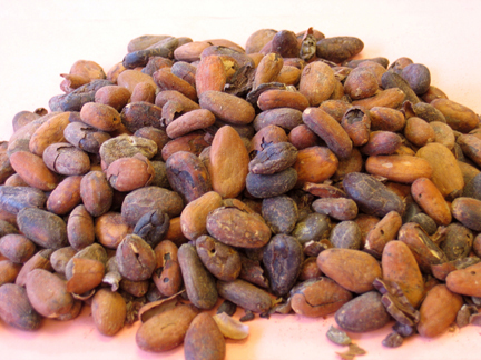 Cacao Seeds